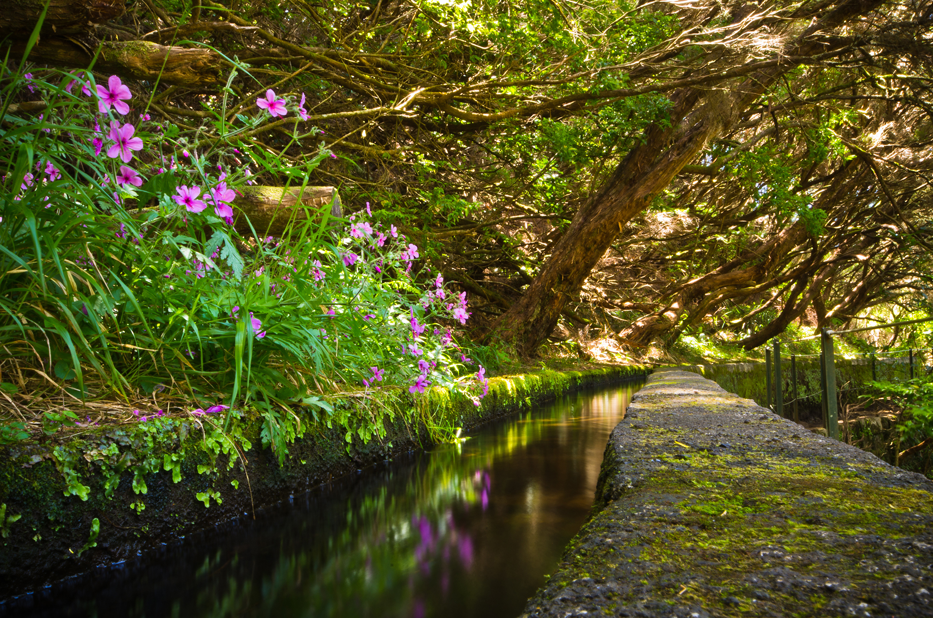 Madeira, camminando lungo le levadas